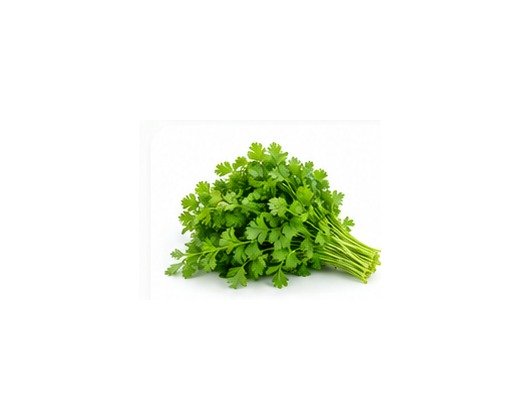 Coriander